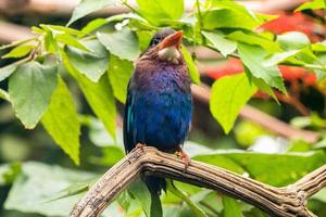 The Javan kingfisher  Halcyon cyanoventris, sometimes called the blue bellied kingfisher or Java kingfisher photo