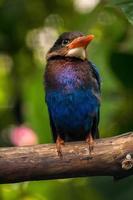 The Javan kingfisher  Halcyon cyanoventris, sometimes called the blue bellied kingfisher or Java kingfisher photo