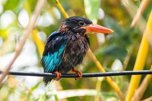 The Javan kingfisher  Halcyon cyanoventris, sometimes called the blue bellied kingfisher or Java kingfisher photo