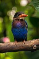 The Javan kingfisher  Halcyon cyanoventris, sometimes called the blue bellied kingfisher or Java kingfisher photo