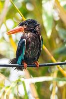 The Javan kingfisher  Halcyon cyanoventris, sometimes called the blue bellied kingfisher or Java kingfisher photo