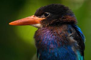 The Javan kingfisher  Halcyon cyanoventris, sometimes called the blue bellied kingfisher or Java kingfisher photo