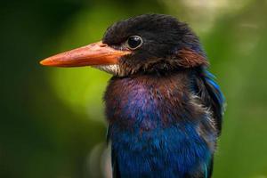 The Javan kingfisher  Halcyon cyanoventris, sometimes called the blue bellied kingfisher or Java kingfisher photo