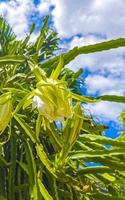 Flower and plant of a dragon fruit Pitaya in Playa del Carmen Mexico. photo