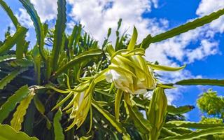 Flower and plant of a dragon fruit Pitaya in Playa del Carmen Mexico. photo