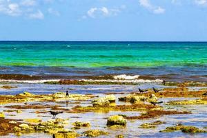 Aves grackle de cola grande pájaros comiendo sargazo en la playa de méxico. foto
