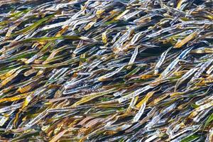 Beautiful sea grass underwater in Caribbean Sea Playa del Carmen. photo