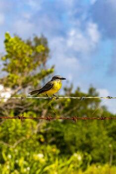 genial kiskadee sentado en cerca a tropical caribe selva naturaleza. foto