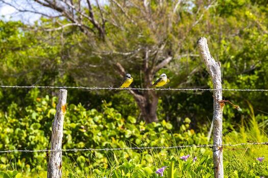 genial kiskadee sentado en cerca a tropical caribe selva naturaleza. foto