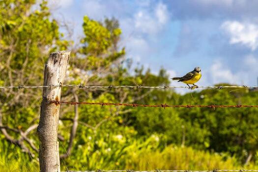 genial kiskadee sentado en cerca a tropical caribe selva naturaleza. foto