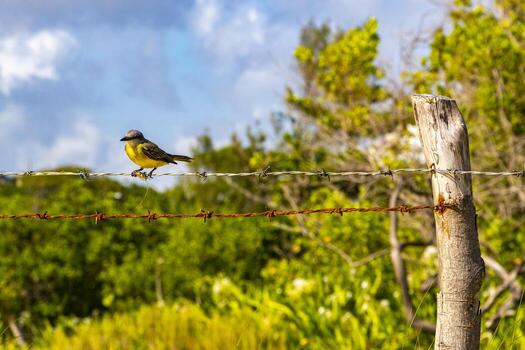 genial kiskadee sentado en cerca a tropical caribe selva naturaleza. foto