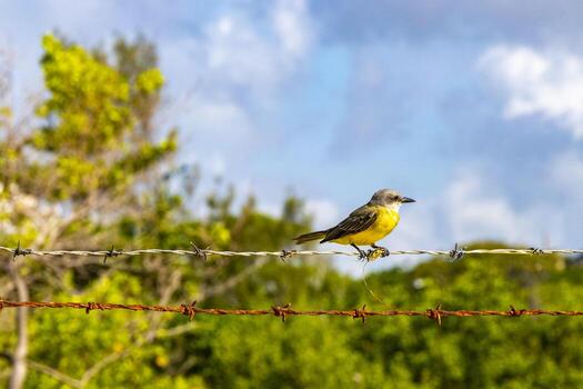 genial kiskadee sentado en cerca a tropical caribe selva naturaleza. foto