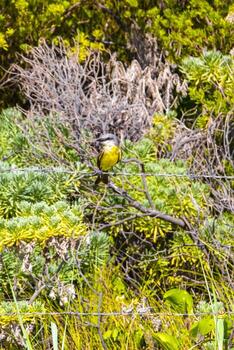genial kiskadee sentado en cerca a tropical caribe selva naturaleza. foto
