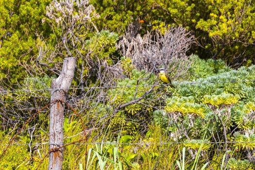 genial kiskadee sentado en cerca a tropical caribe selva naturaleza. foto