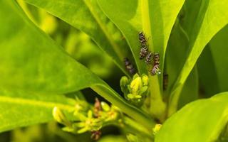 Small colorful cicadas on green leaves of a plant Mexico. photo