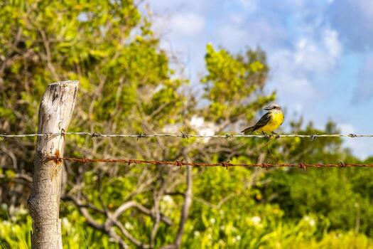 genial kiskadee sentado en cerca a tropical caribe selva naturaleza. foto