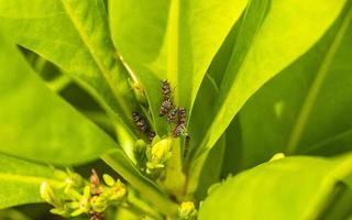 Small colorful cicadas on green leaves of a plant Mexico. photo