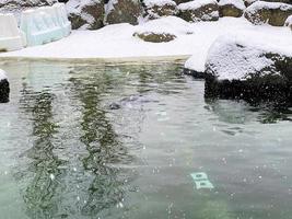 A view of a Seal in the water in Winter photo