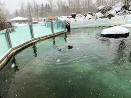 un ver de un sello en el agua en invierno foto