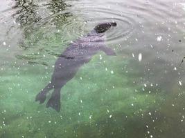 un ver de un sello en el agua en invierno foto