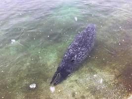 A view of a Seal in the water in Winter photo