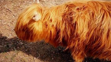 Scottish cattle breed video