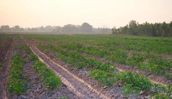 Cassava fields at the beginning of the small seedling growing season photo