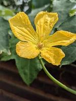 Pumpkin flower photo very beautiful