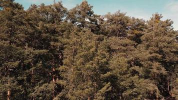 Antenne Aussicht von ein Wald Reservoir im Madrid, Spanien video