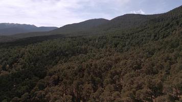View Of The Forest Of Navacerrada, Spain video