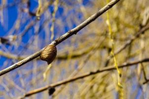 A closed pod of dried mantis eggs attached to a dry willow branch. photo