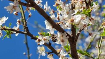 Pflaume Blüten und Bienen Sammeln Nektar. Bestäubung von Obst Bäume. video