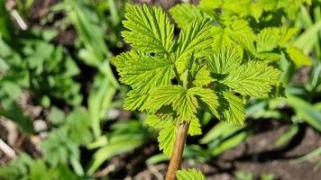 giovane verde lampone le foglie ondeggiare nel il vento su un' ramo di un' cespuglio nel primavera. avvicinamento. primavera giardino. un' caldo soleggiato giorno. video