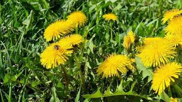 dente di leone fioritura nel il campo, un' ape impollinazione il giallo fiori. primavera soleggiato giorno. video