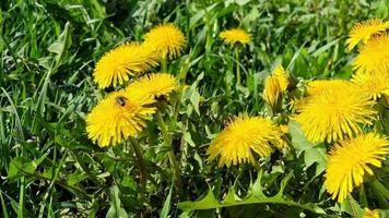 paardebloem bloeiend in de veld, een bij bestuiven de geel bloemen. voorjaar zonnig dag. video