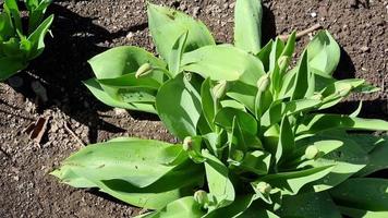 a primeiro Primavera brotos do tulipas em uma verde arbusto dentro Primavera. ensolarado dia. Primavera flores em a canteiro de flores. video