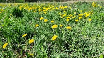 paardebloem, bloeiend geel bloemen in de weide. geneeskrachtig planten. video