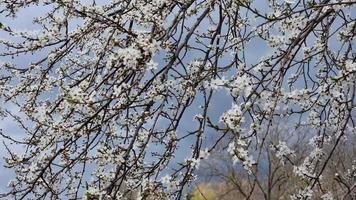 ciruela flores en primavera, muchos blanco flores en un Delgado rama. Ventoso nublado clima. video