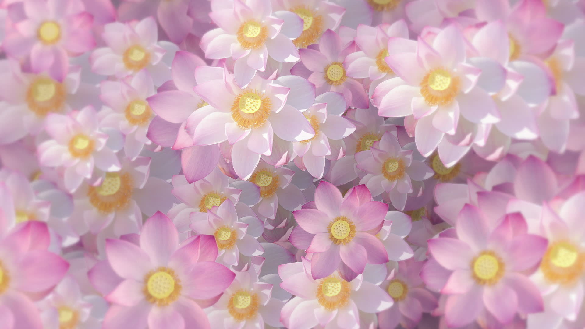 Beautiful floral motion background animation with sacred pink and white