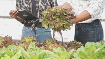 Senior adult couple picking vegetable from backyard garden video