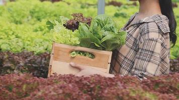 Friendly team harvesting fresh vegetables from the rooftop greenhouse garden and planning harvest season on a digital tablet video