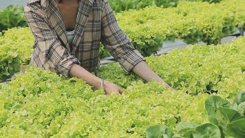 Friendly team harvesting fresh vegetables from the rooftop greenhouse garden and planning harvest season on a digital tablet video