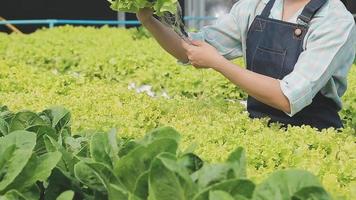 Friendly team harvesting fresh vegetables from the rooftop greenhouse garden and planning harvest season on a digital tablet video