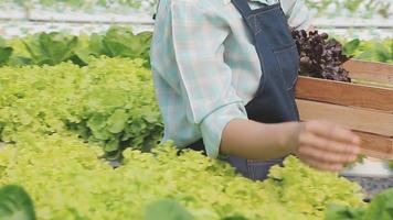 Friendly team harvesting fresh vegetables from the rooftop greenhouse garden and planning harvest season on a digital tablet video