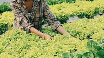 Woman wearing gloves with fresh vegetables in the box in her hands. Close up video