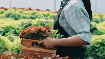 mujer vistiendo guantes con Fresco vegetales en el caja en su manos. cerca arriba video