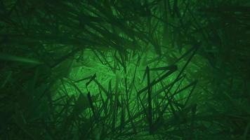 Dark lush green grass gently swaying. Full HD textured nature motion background animation. video