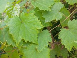 selective focus to young green grape leaves. softfocus photo