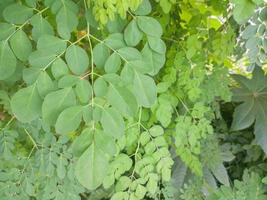 focusing on the green leaves of Moringa. Moringa leaves have many health benefits, such as maintaining blood pressure, preventing cholesterol, and being high in antioxidants. soft focus photo