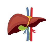 humano hígado icono. plano ilustración de humano hígado vector icono para web diseño
